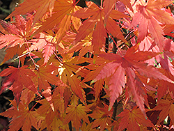 Orange Dream Japanese Maple (Acer palmatum 'Orange Dream') at Lurvey Garden Center