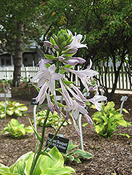 Fragrant Bouquet Hosta (Hosta 'Fragrant Bouquet') at Lurvey Garden Center