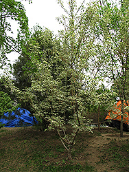 Aureomarginatum Boxelder (Acer negundo 'Aureomarginatum') at Lurvey Garden Center