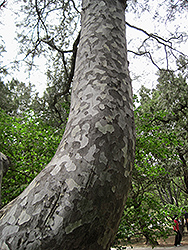 Lacebark Pine (Pinus bungeana) at Lurvey Garden Center