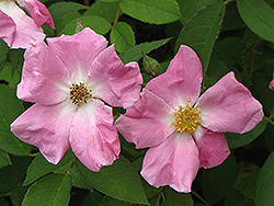 Rugosa Rose (Rosa rugosa) at Lurvey Garden Center