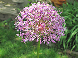Purple Rain Ornamental Onion (Allium 'Purple Rain') at Lurvey Garden Center
