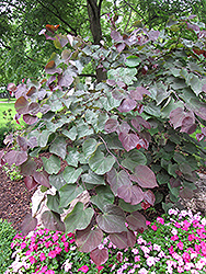 Forest Pansy Redbud (Cercis canadensis 'Forest Pansy') at Lurvey Garden Center