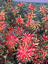 Summer Poinsettia (Amaranthus tricolor) at Lurvey Garden Center