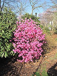 Landmark Rhododendron (Rhododendron 'Landmark') at Lurvey Garden Center