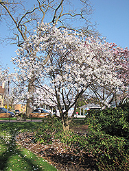 Waterlily Magnolia (Magnolia stellata 'Waterlily') at Lurvey Garden Center
