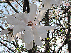 Waterlily Magnolia (Magnolia stellata 'Waterlily') at Lurvey Garden Center