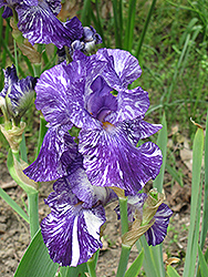 Batik Iris (Iris 'Batik') at Lurvey Garden Center