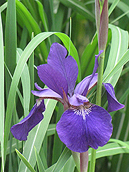 Caesar's Brother Siberian Iris (Iris sibirica 'Caesar's Brother') at Lurvey Garden Center