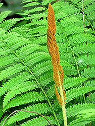 Cinnamon Fern (Osmunda cinnamomea) at Lurvey Garden Center