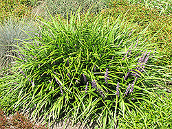 Lily Turf (Liriope spicata) at Lurvey Garden Center