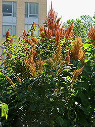 Hot Biscuits Amaranthus (Amaranthus 'Hot Biscuits') at Lurvey Garden Center