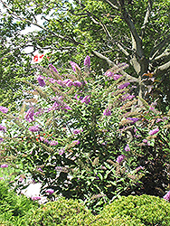 Pink Delight Butterfly Bush (Buddleia davidii 'Pink Delight') at Lurvey Garden Center