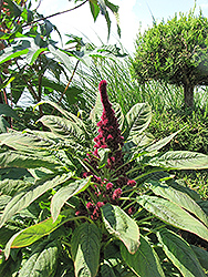 Fat Spike Amaranthus (Amaranthus caudatus 'Fat Spike') at Lurvey Garden Center