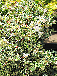Confetti Abelia (Abelia x grandiflora 'Conti') at Lurvey Garden Center