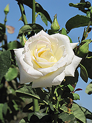 Honor Rose (Rosa 'Honor') at Lurvey Garden Center