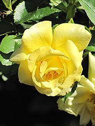 Sun Flare Rose (Rosa 'Sun Flare') at Lurvey Garden Center