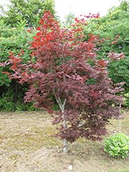 Red Emperor Japanese Maple (Acer palmatum 'Red Emperor') at Lurvey Garden Center