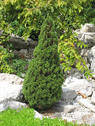 Jean's Dilly Spruce (Picea glauca 'Jean's Dilly') at Lurvey Garden Center