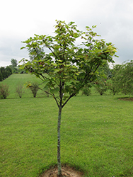 Nizetii Sycamore Maple (Acer pseudoplatanus 'Nizetii') at Lurvey Garden Center