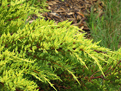 Daub's Frosted Juniper (Juniperus x media 'Daub's Frosted') at Lurvey Garden Center