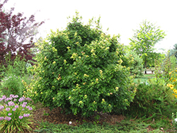 Postelense Hedge Maple (Acer campestre 'Postelense') at Lurvey Garden Center