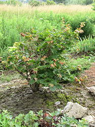 Microphyllum Full Moon Maple (Acer shirasawanum 'Microphyllum') at Lurvey Garden Center