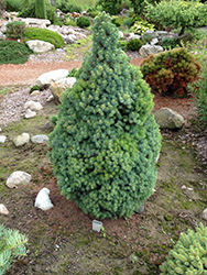 Sander's Blue Dwarf Spruce (Picea glauca 'Sander's Blue') at Lurvey Garden Center