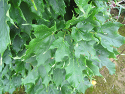 Monumentale Sugar Maple (Acer saccharum 'Monumentale') at Lurvey Garden Center