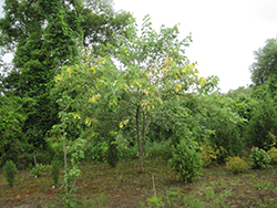 Tigertail Silver Maple (Acer saccharinum 'Tigertail') at Lurvey Garden Center