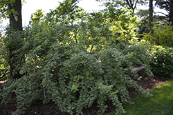 Variegated Fiveleaf Aralia (Acanthopanax sieboldianus 'Variegatus') at Lurvey Garden Center