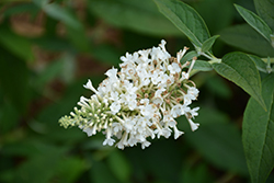 InSpired White Butterfly Bush (Buddleia 'ILVOargus1') at Lurvey Garden Center