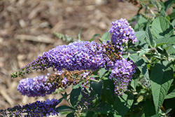 Lo & Behold Lilac Chip Butterfly Bush (Buddleia 'Lilac Chip') at Lurvey Garden Center