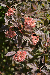 Summer Wine Ninebark (Physocarpus opulifolius 'Seward') at Lurvey Garden Center