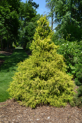 Golden Mop Falsecypress (Chamaecyparis pisifera 'Golden Mop') at Lurvey Garden Center