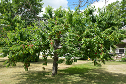 Bing Cherry (Prunus avium 'Bing') at Lurvey Garden Center