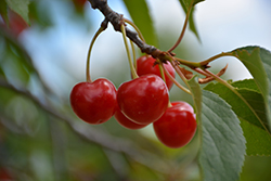 Montmorency Cherry (Prunus 'Montmorency') at Lurvey Garden Center