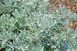 Quicksilver Dusty Miller (Artemisia stelleriana 'Quicksilver') at Lurvey Garden Center