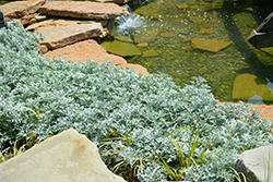Quicksilver Dusty Miller (Artemisia stelleriana 'Quicksilver') at Lurvey Garden Center