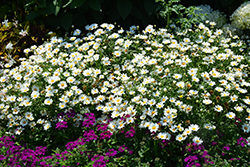Pure White Butterfly Marguerite Daisy (Argyranthemum frutescens 'G14420') at Lurvey Garden Center