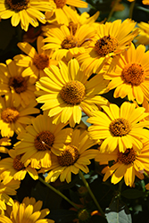 Tuscan Sun False Sunflower (Heliopsis helianthoides 'Tuscan Sun') at Lurvey Garden Center