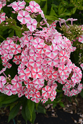 Peppermint Twist Garden Phlox (Phlox paniculata 'Peppermint Twist') at Lurvey Garden Center