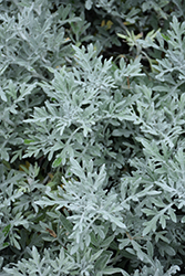 Silver Bullet Dusty Miller (Artemisia stellerianna 'Silver Bullet') at Lurvey Garden Center