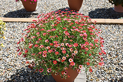 Grandessa Red Marguerite Daisy (Argyranthemum 'Grandessa Red') at Lurvey Garden Center