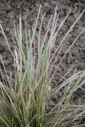 Northern Lights Tufted Hair Grass (Deschampsia cespitosa 'Northern Lights') at Lurvey Garden Center