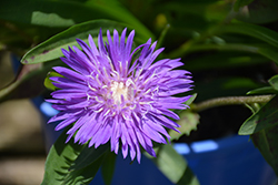 Honeysong Purple Aster (Stokesia laevis 'Honeysong Purple') at Lurvey Garden Center