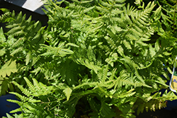 Robust Male Fern (Dryopteris x complexa) at Lurvey Garden Center