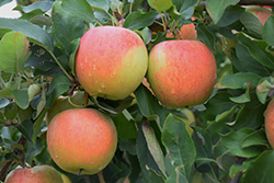 Gala Apple (Malus 'Gala') at Lurvey Garden Center