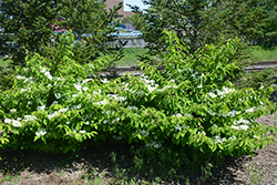 Lanarth Doublefile Viburnum (Viburnum plicatum 'Lanarth') at Lurvey Garden Center