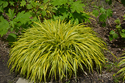 Golden Variegated Hakone Grass (Hakonechloa macra 'Aureola') at Lurvey Garden Center